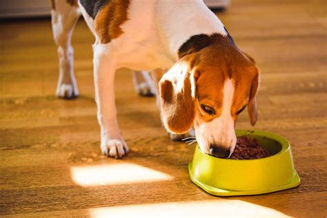 Blue buffalo pet food has been fighting pet food recalls and class action lawsuits for over 9 consecutive years. Hill's Pet Nutrition Hit With Class Action Lawsuit After ...