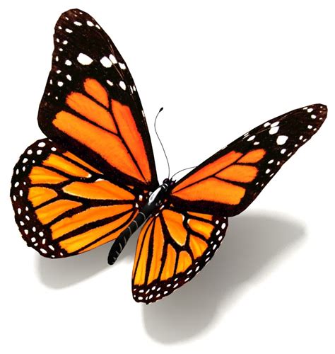 Cara menggambar dan mewarnai kupu kupu cantik dengan mudah via youtube.com. gambar: Gambar Kupu Kupu Lengkap