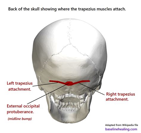 Ct anatomy of skull, axial reconstruction, bone window. Upper body to Base-Line connection - the trapezius muscles
