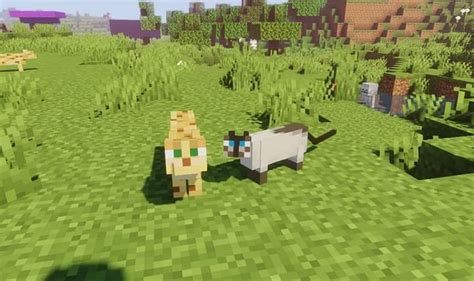 Ocelot Vs Cat In Minecraft Whats The Difference