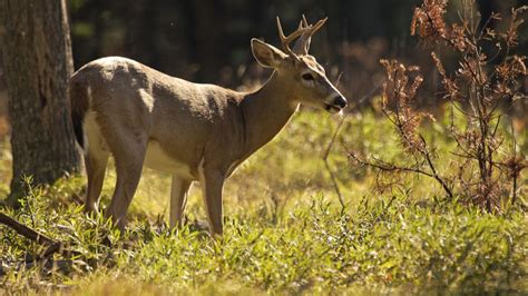 22000 Deer Harvested In Maryland During Early Season Delmarvalife