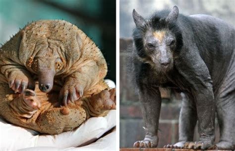 23 Hairless Animals You Wont Recognize 9 Is Just A Big