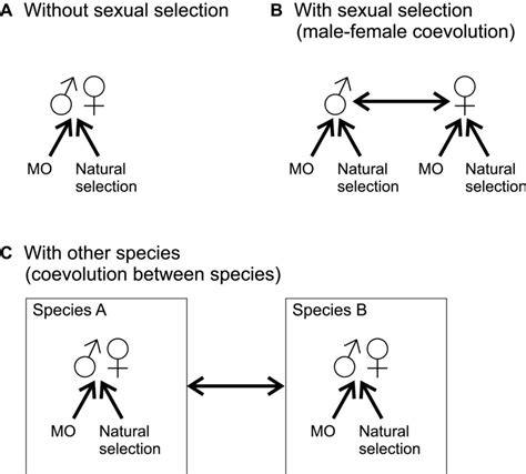 The Contribution Of Sexual Selection To Ecological And Mutation‐order Speciation Rundle 2018