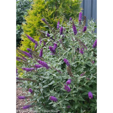 We did not find results for: Proven Winners 1 Gal. Miss Violet Butterfly Bush (Buddleia ...