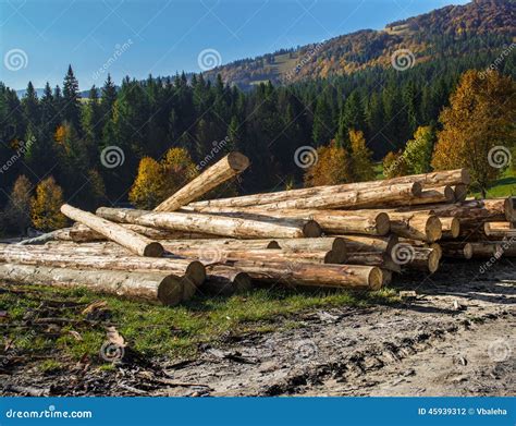 Tree Logs Stock Photo Image Of Heat Nature Resource 45939312