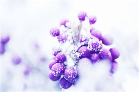 Wallpaper Plants Winter Purple Violet Branch Ice Frost