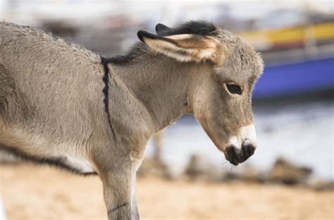 50 Unbelievable Facts About Donkeys Ultimate Guide 2023