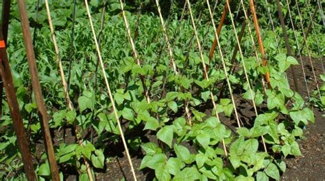 Planting Pole Beans How To Plant Your Garden With Climbing Beauty