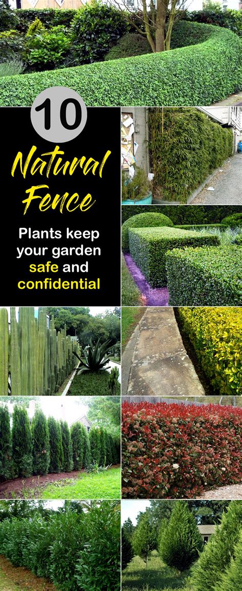10 Garden Fences Keep Your Privacy Living Fences Garden Fencing