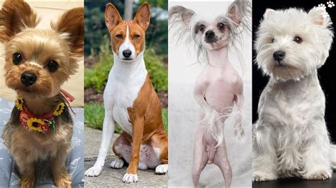 Small Dog Breeds That Dont Shed And Stay Small Top 12 Dog Breeds