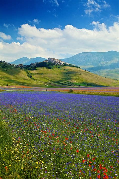 1286 Best Images About Wild Flower Meadows On Pinterest Poppy Fields
