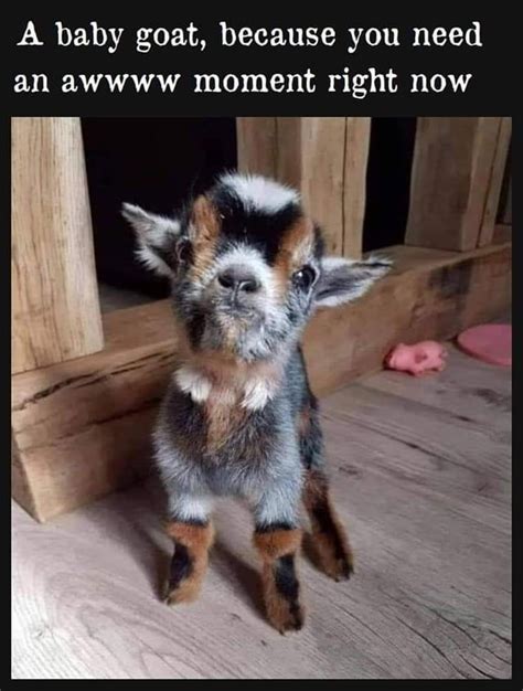 Heres A Baby Goat For You 8 Rmemes