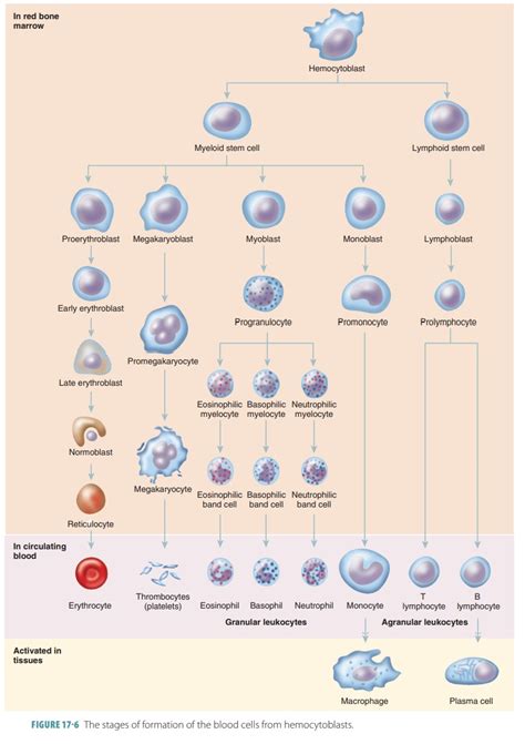 Leukocytes Or White Blood Cells Wbcs Five Types Function Stage