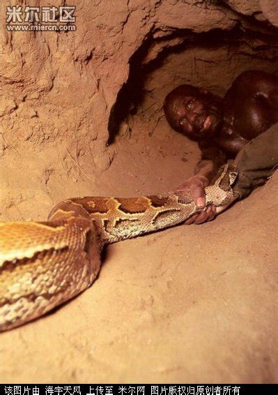 ニシキヘビの恐ろしい写真中国網日本語