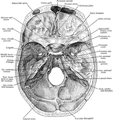 Base Of Skull From Above Clipart Etc