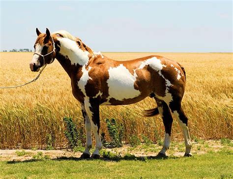 pin  horse