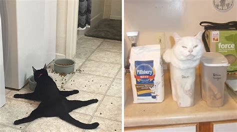 25 Funny Pictures That Demonstrate Cat Logic