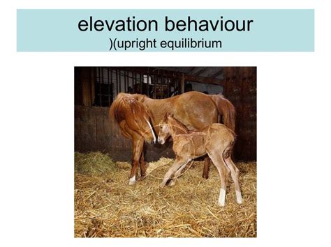Reproductive Behaviour 2 Maternal Behaviour In Animals