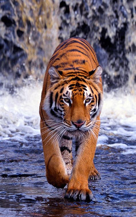 Iphone Tiger Wallpaper Kolpaper Awesome Free Hd Wallpapers