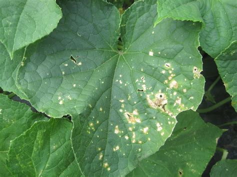 Vegetable Cucurbits Leaf Spots Center For Agriculture Food And