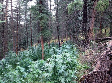 Marijuana grow site found off Cottonwood Pass Road | PostIndependent.com