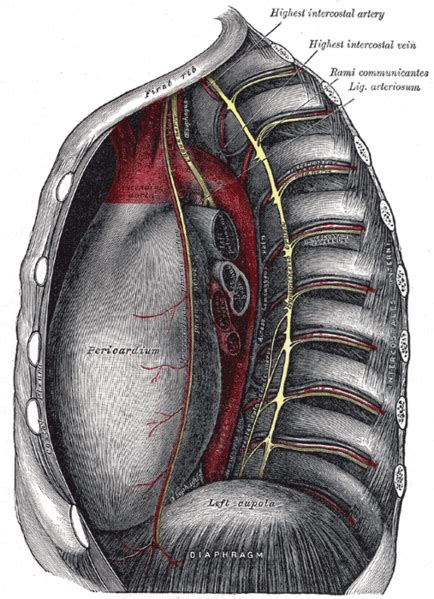Thoracic cavity - wikidoc