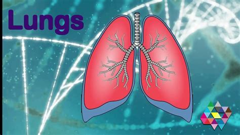 06 Interesting Facts About Lungs Youtube