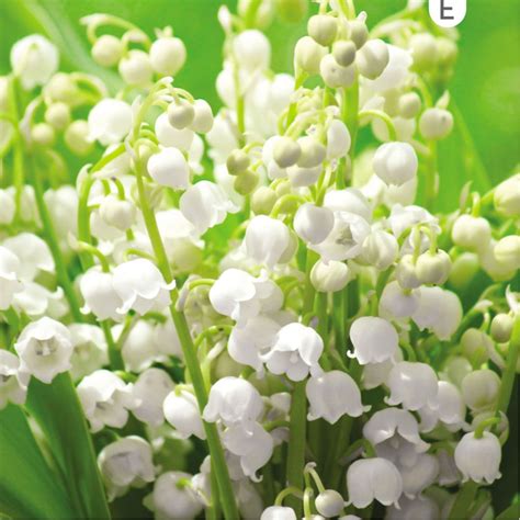 Humour, humour sexy, images droles, muguet, sexy. MUGUET DE JARDIN Lot de 10 bulbes, calibre I - Gamm Vert