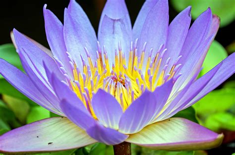 Recensisci per primo aqua lumo fiori acquatici cm 9,5×6,5×12,5 annulla risposta. Free picture: leaf, flora, aquatic, pollen, nature, waterlily, flower