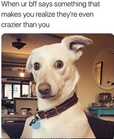 Pure Goodness Collection Of Doggo Memes Witzige Bilder Sprüche