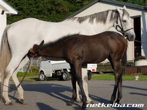 Doujin music | 同人音楽 (playlist group 2). ミンナノヒーロー | 競走馬データ - netkeiba.com