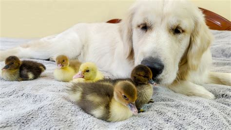 Funny Golden Retriever Reaction To Meeting With Tiny Ducklings Youtube