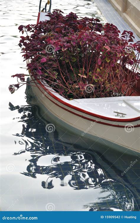 Flower In Boat Stock Photo Image Of Serene Floating 15909542
