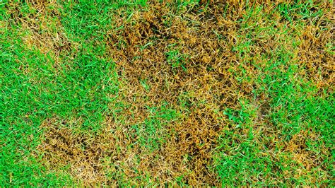 Why Am I Seeing Brown Spots On My Lawn Spider Lawn And Landscape