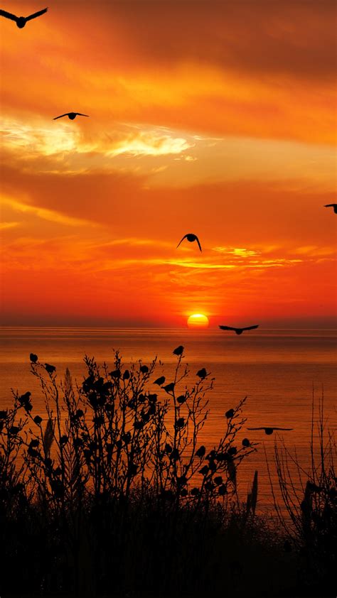 2160x3840 Ocean Sky Birds Flying Towards Sunset 4k Sony Xperia Xxzz5