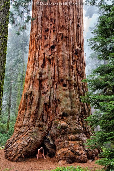 Sequoia Adoration TreeSpirit Project