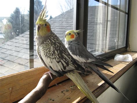 Everything You Want to Know About Cockatiels as Pets! | PetHelpful
