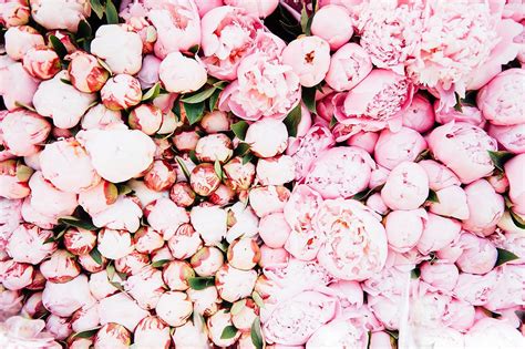 Approximately 760,0 mb bandwith was consumed. Peonies & Flower Markets :: This Is Glamorous | Flower ...