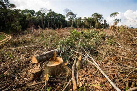 Quais São Os Impactos Ambientais Negativos Causados Pelo Aterro Sanitário SOLOLEARN