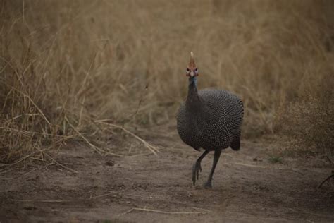 Top 25 Grassland Birds National Geographic Society Newsroom