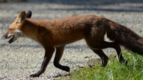 Wild Red Fox Running And Walking On Trail Youtube