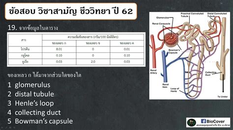 4:30 enconcept english to the max! เฉลย #9วิชาสามัญชีวะ ปี 62 ข้อ 18-20 : การกรองสารของหน่วย ...