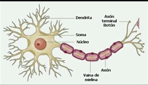 Les Parts Duna Neurona Nervous System Neurons Neuron Model