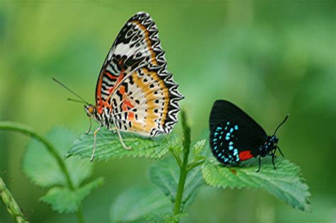 A Rare Combination Two Colorful Butterflies Sit Together Flickr