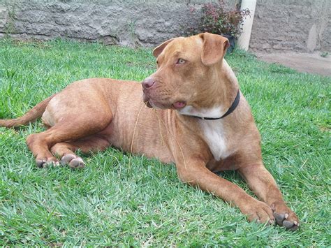 The pit bull has a low center of gravity, and appears slightly longer than tall. American Pit Bull Terrier Dog Breed Complete Guide | AZ ...
