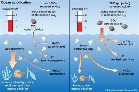 Ocean Acidification In The Arctic Managing The Effects Of Climate Change