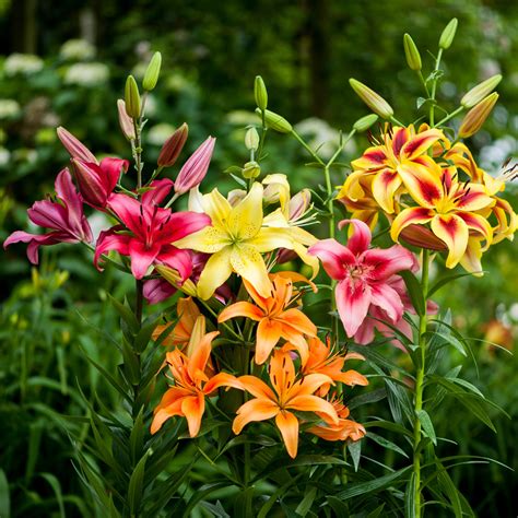 Lily Super Asiatic Hybrids Mixed Express Garden Shop