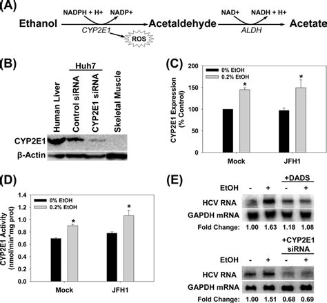 Cyp2e1 Expression In Huh7 Cells A Cyp2e1 Dependent Ethanol