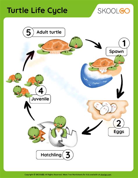 Colored Turtle Life Cycle Worksheet