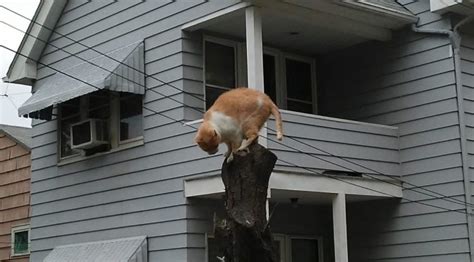 cats climb trees for many reasons why don t they climb down